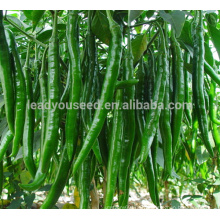 P01 Gogokind no.3 f1 hybrid long green pepper seeds